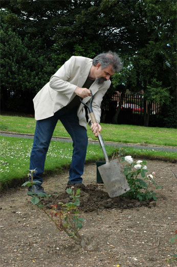 Man digging earth to plant rose bush